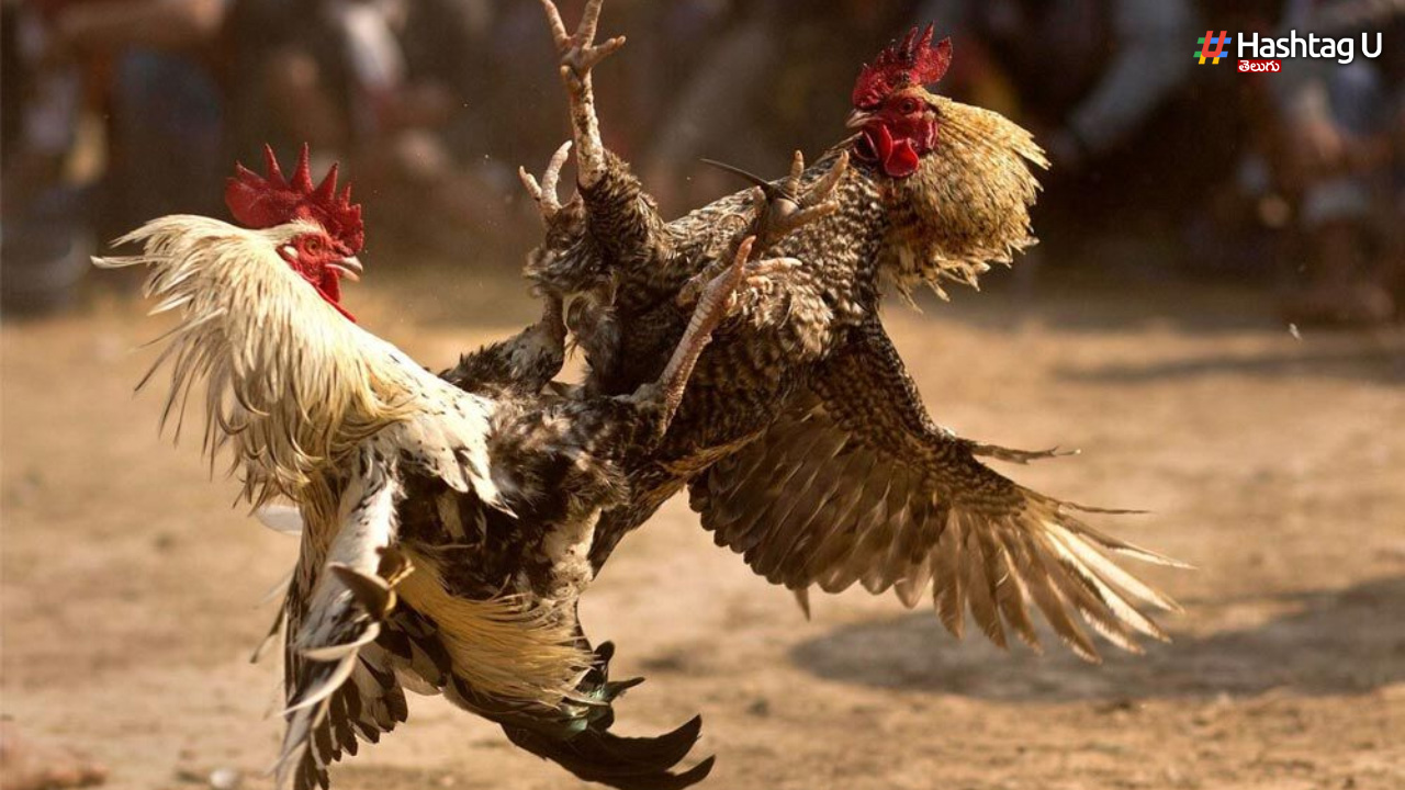 Strict Action If Cockfights Are Held On Sankranti West Godavari District Sp Warns