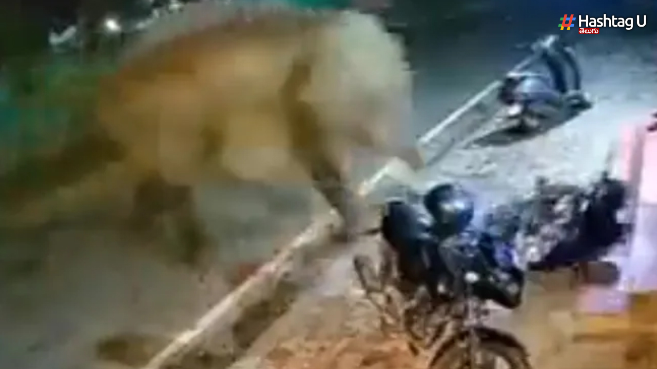 The Elephant Threw The Bike On The Road
