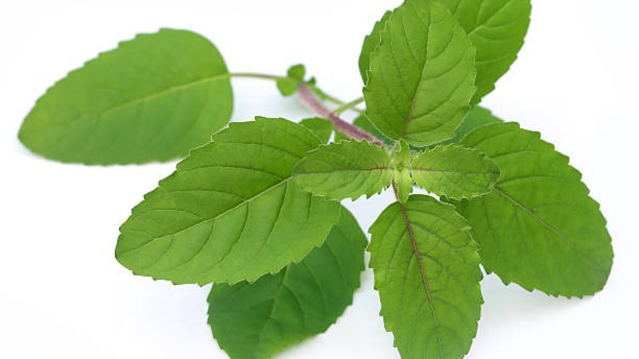 Tulasi Benefits