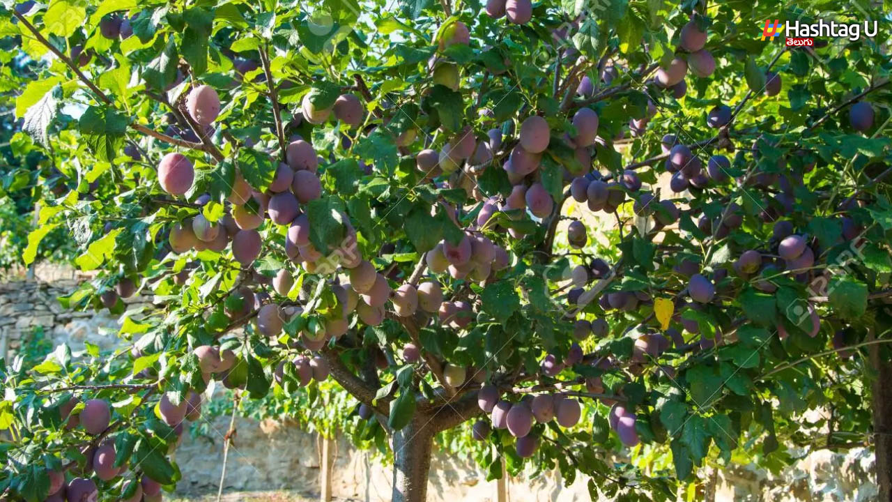 Why Should Plums Be Poured As Indulgences In Bhogi Festival
