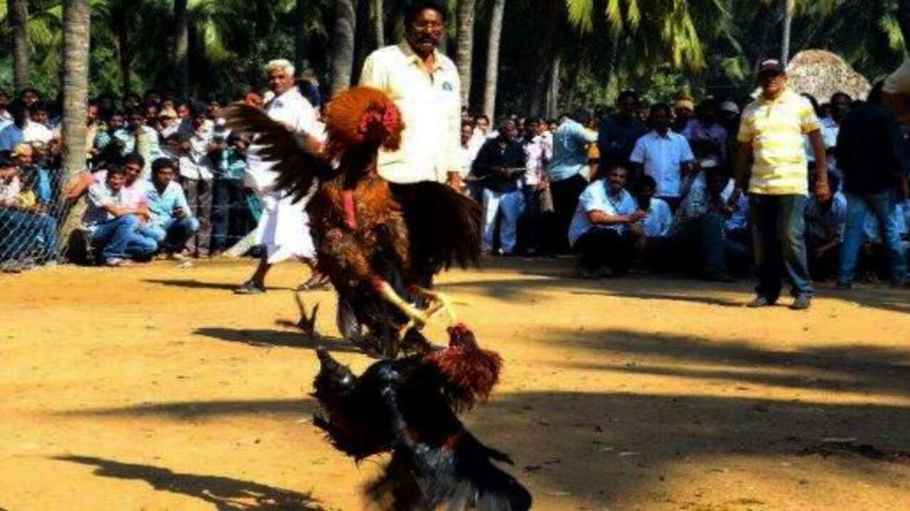 Cock Fight Imresizer