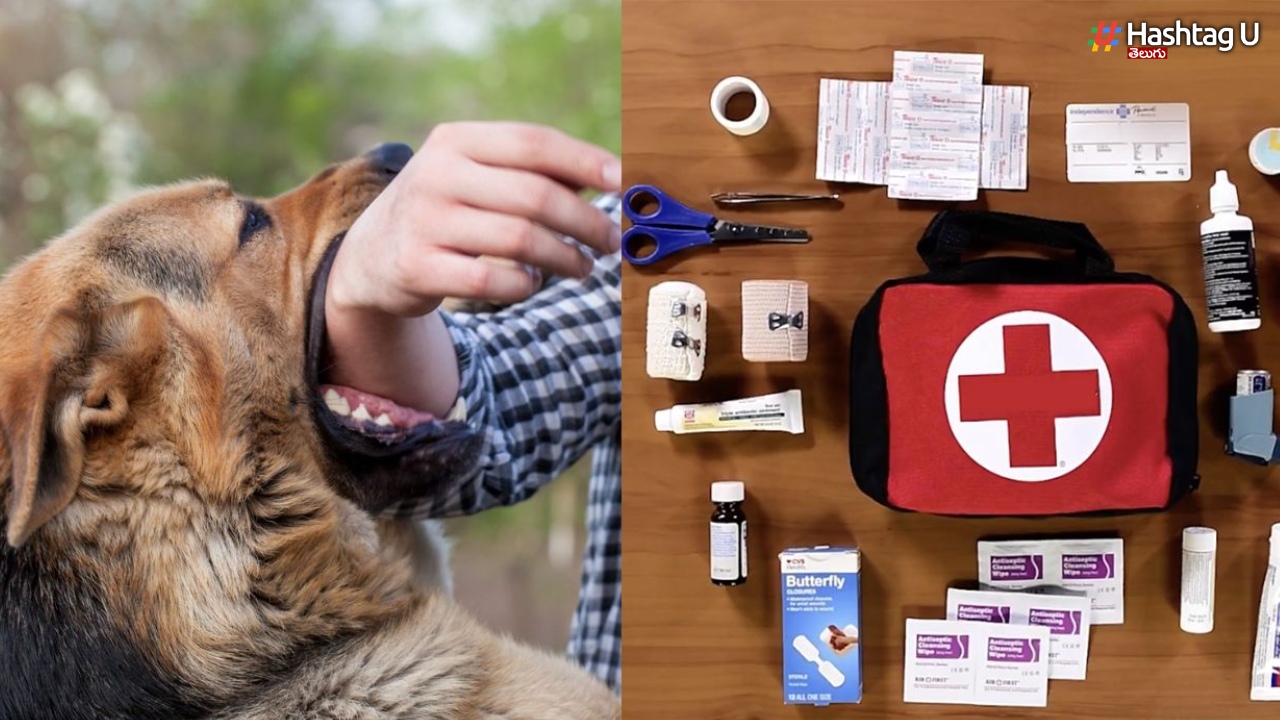 Be Safe With Dogs More Danger This Season, Follow These Precautions