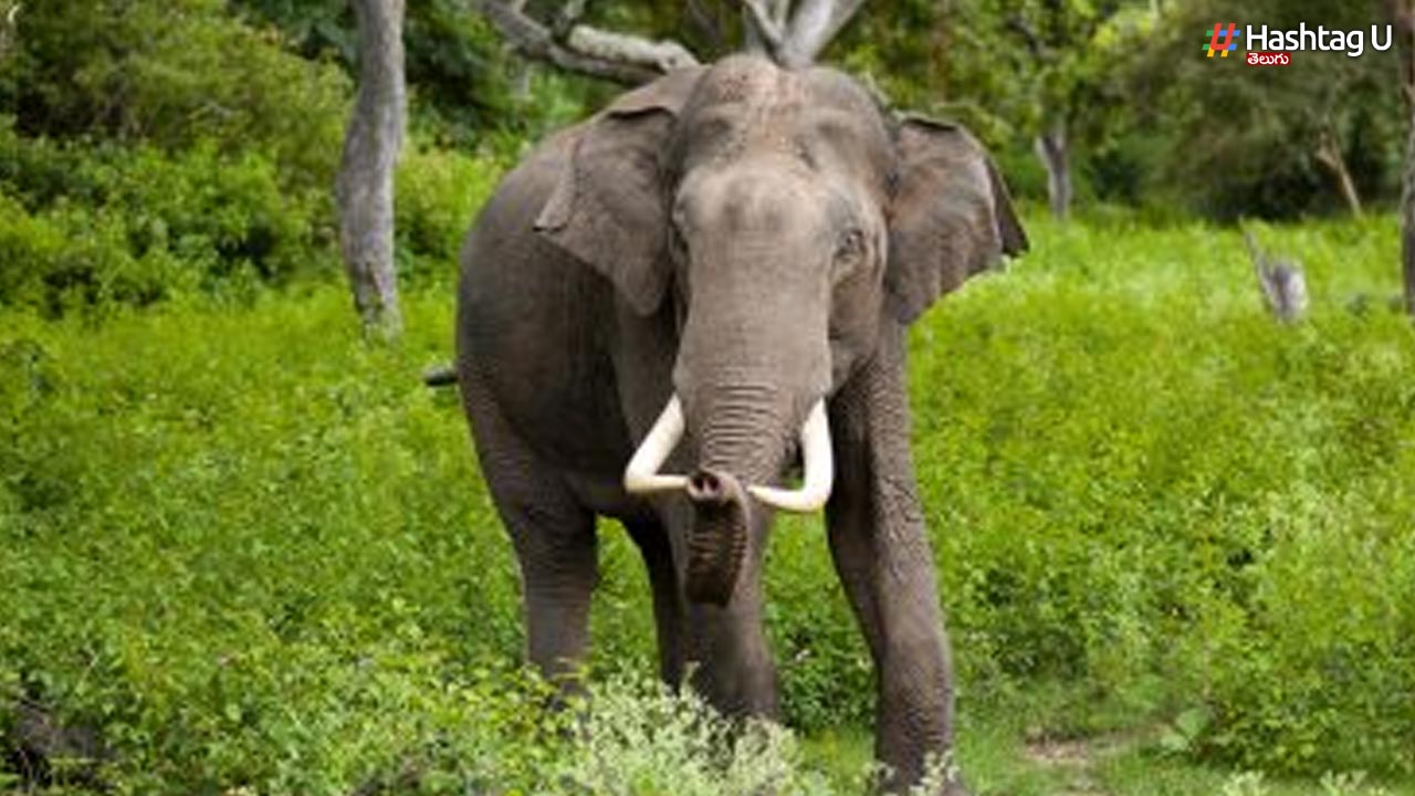 Coimbatore Elephant