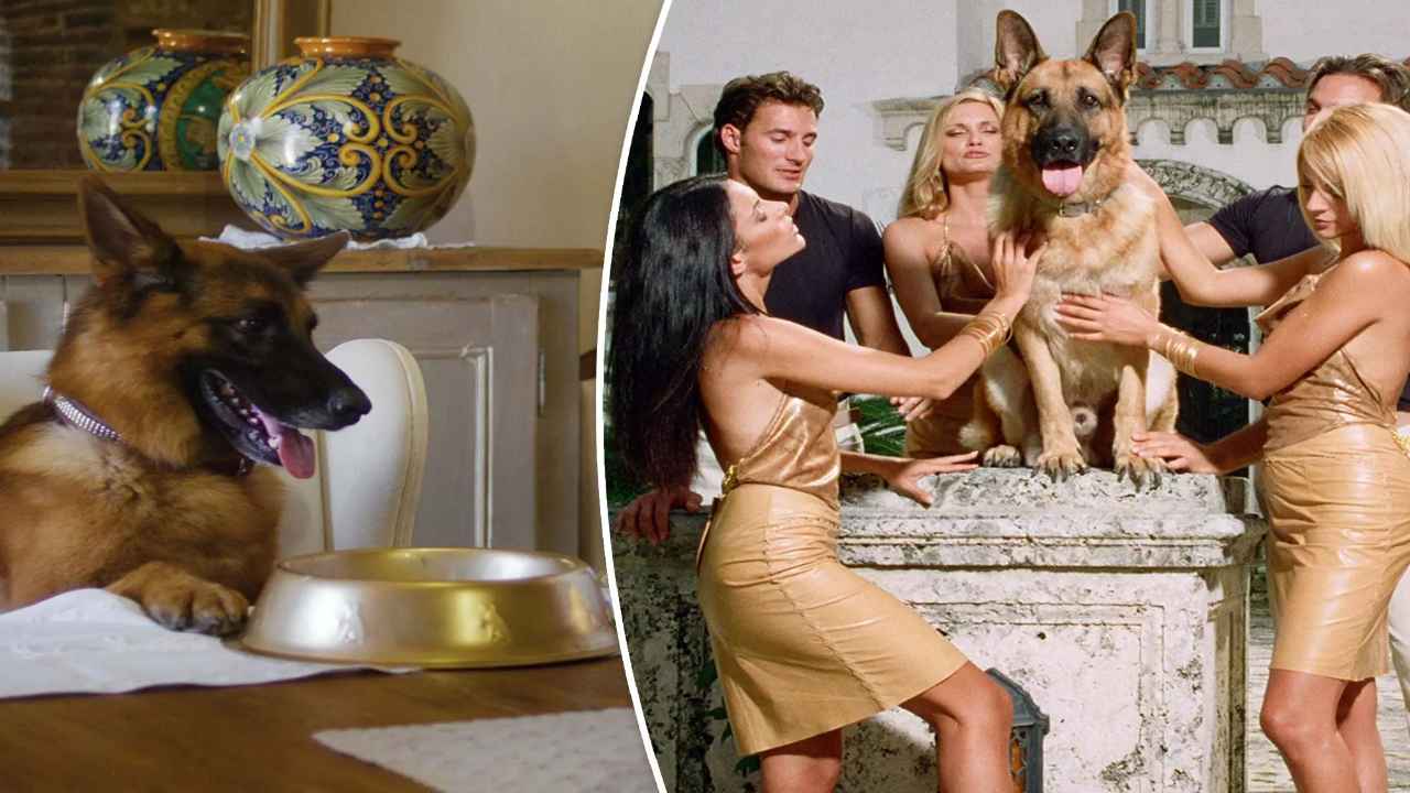 World Richest Dog