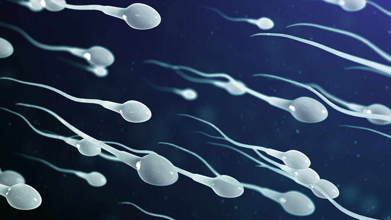 Sperm