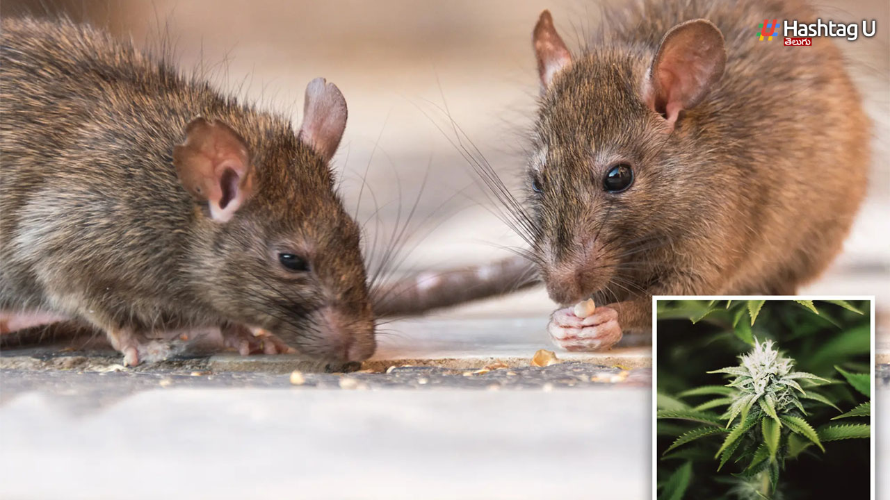 Rats