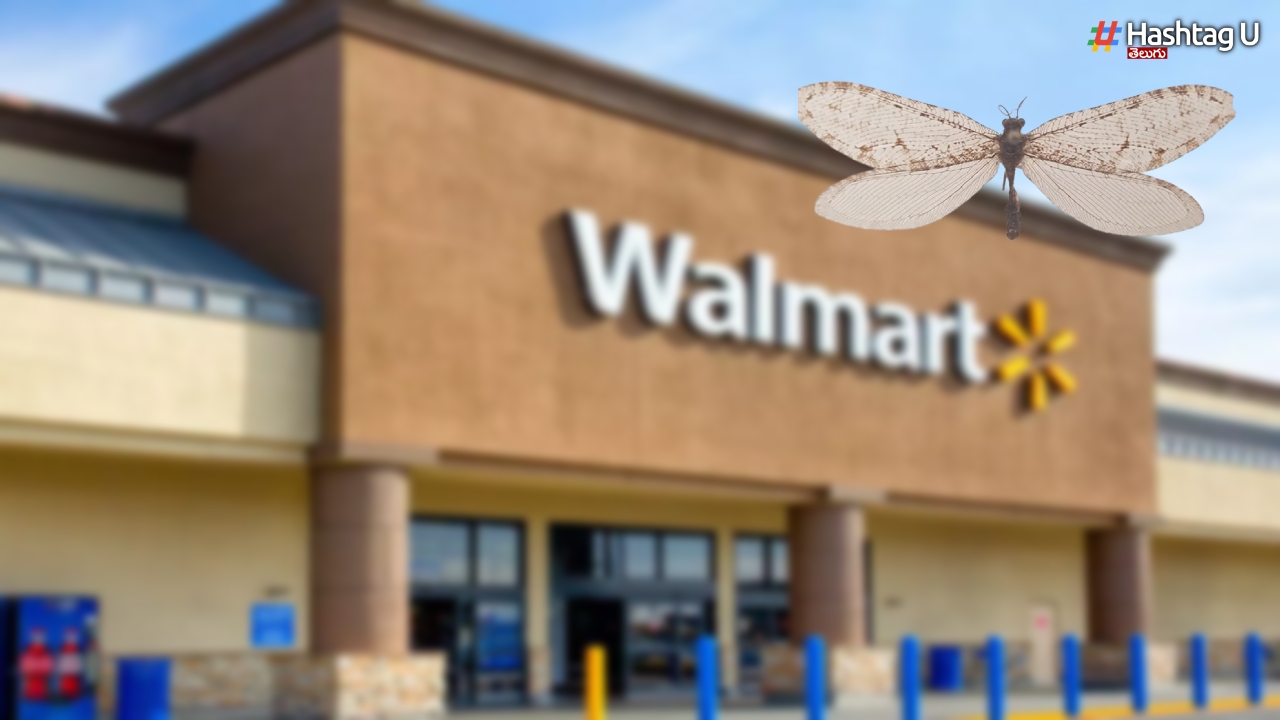 A Huge Firefly From The Time Of Dinosaurs.. Identified In A Wal Mart Store