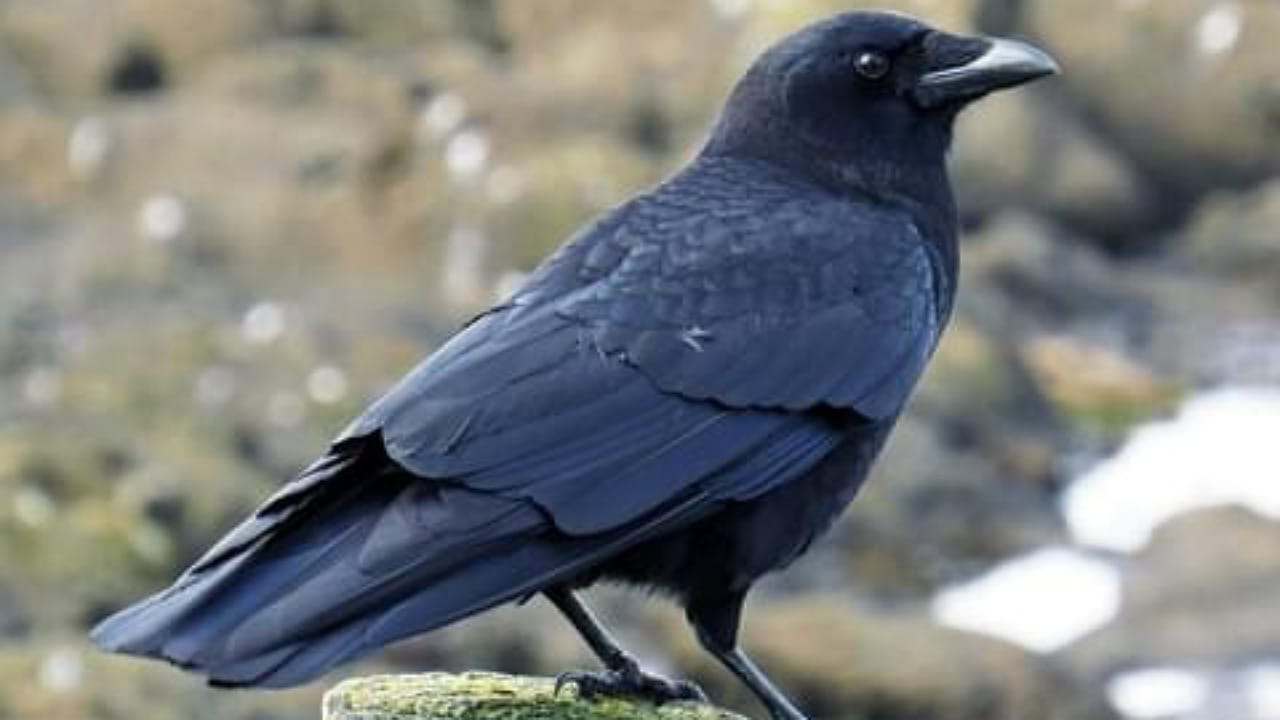 Crow
