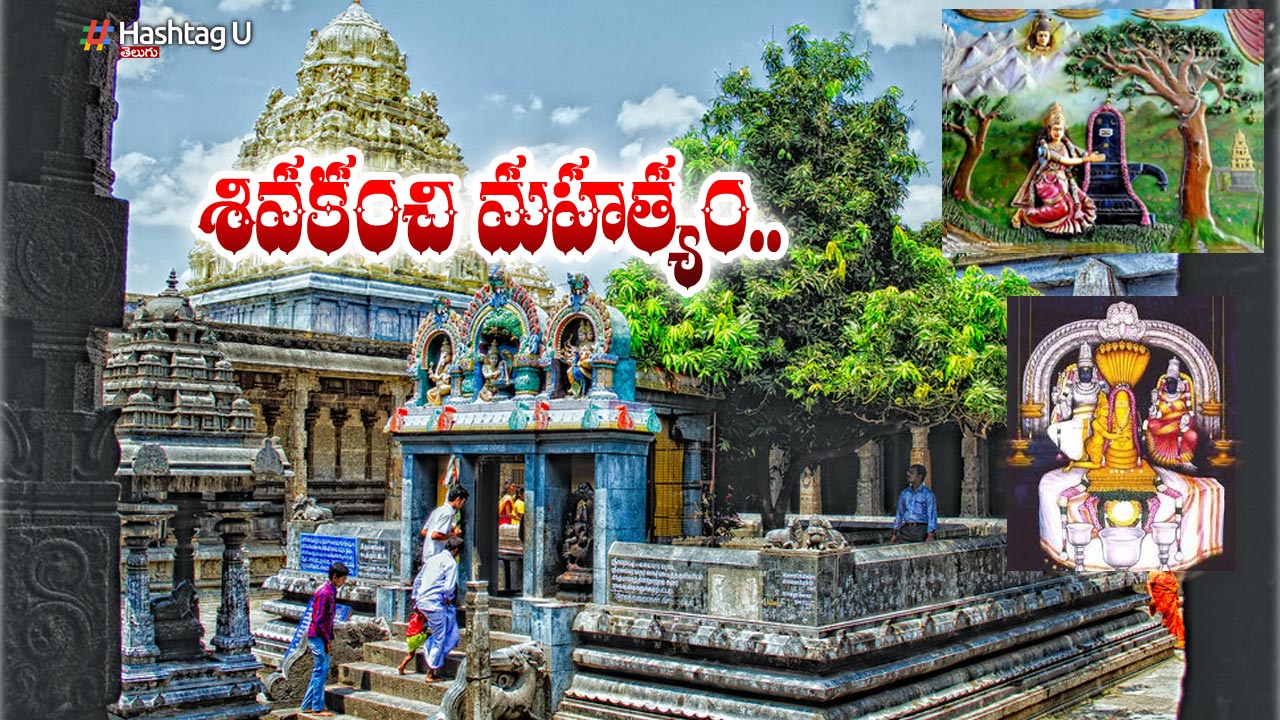 Do You Know The Uniqueness Of This Mango Tree In Shiva Kanchi.