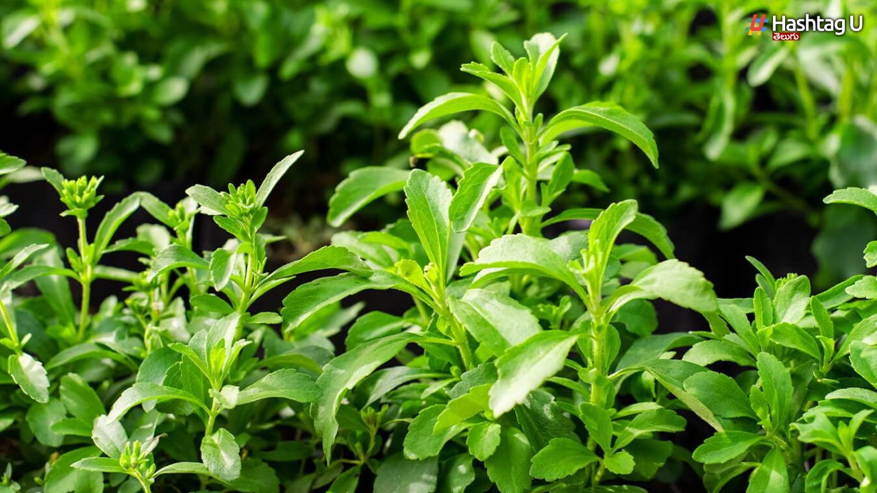 Gift For Sugar Patients.. Stevia Instead Of Sugar
