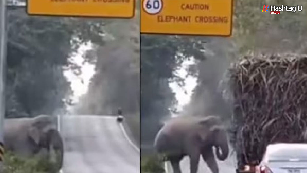 Have You Seen The Elephant Charging Money..