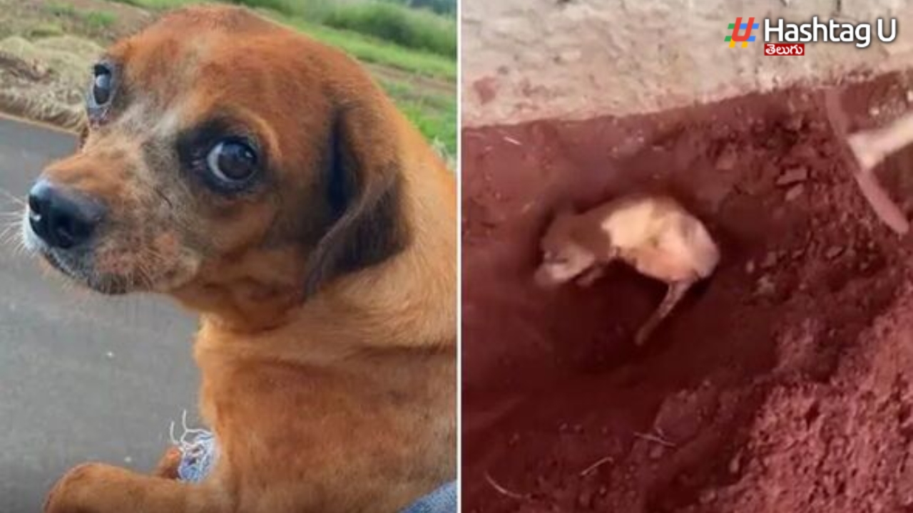 Dog Barking, Old Woman Buried It Alive..