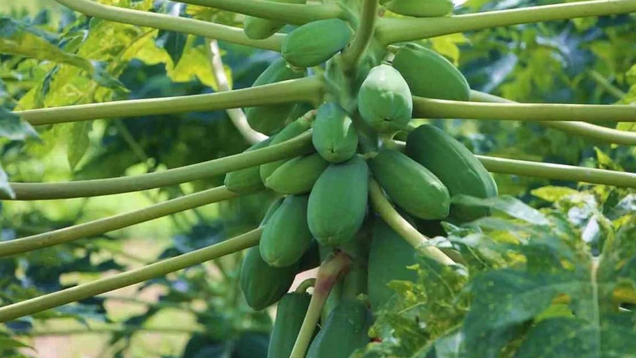 Papaya