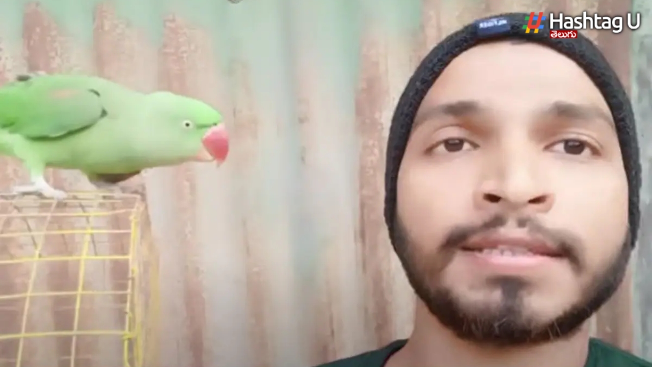 Parrots For Sale Video.. Do You Know What Happened To That Youtuber 