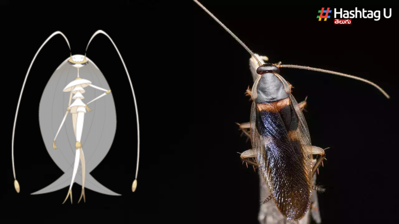 Pokémon Pheromosa
