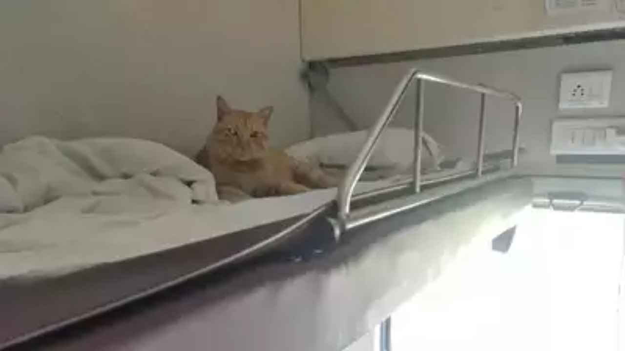 Pet On Trains