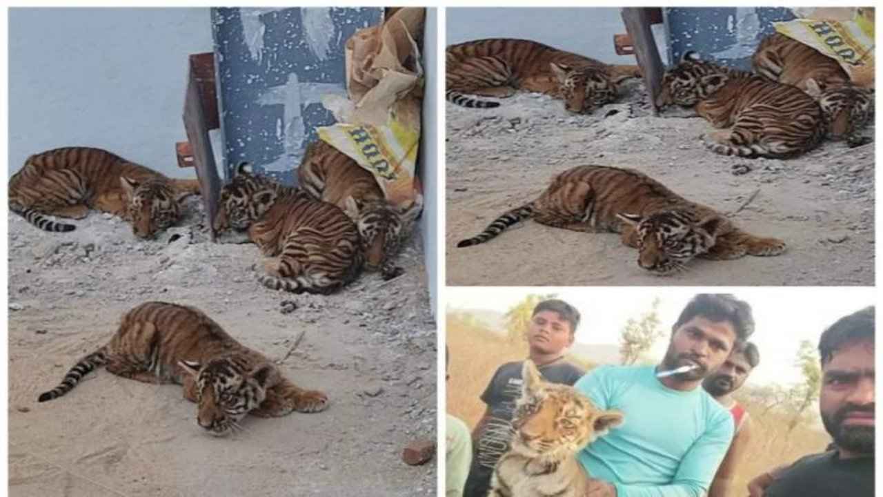 Tiger cubs