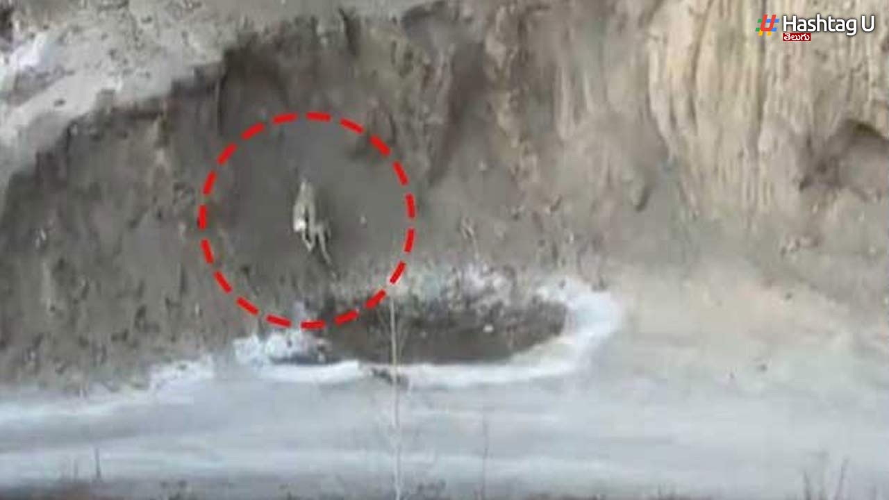 Snow Leopard Hunting In Ladakh.. Here Is The Video!
