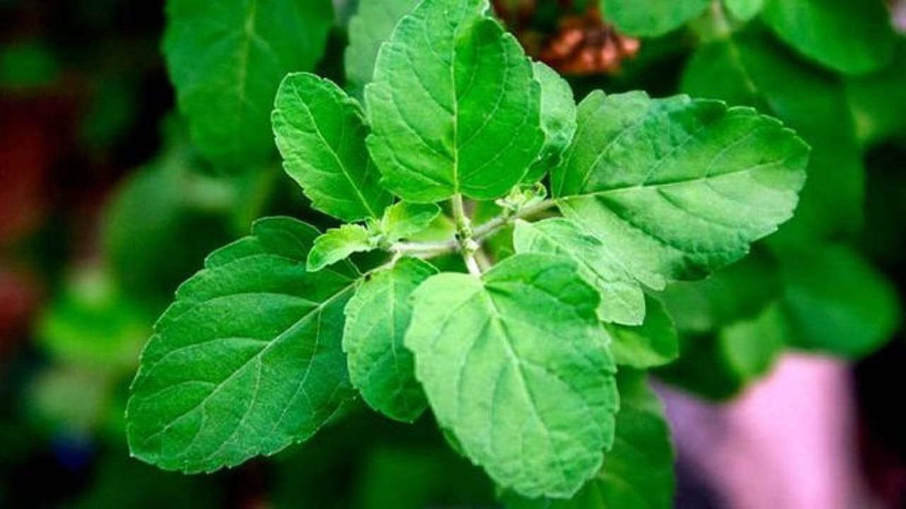 Tulasi Leaves