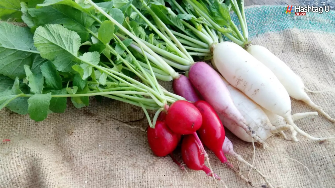 When To Eat Radish How To Eat Is It Good For Health.. Or Not 