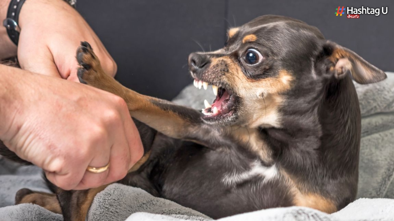 Why Do Friendly Dogs Become Ferocious 
