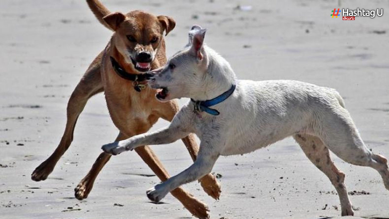 Dog Bite