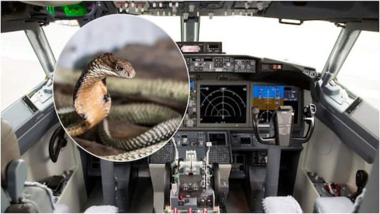 Cobra