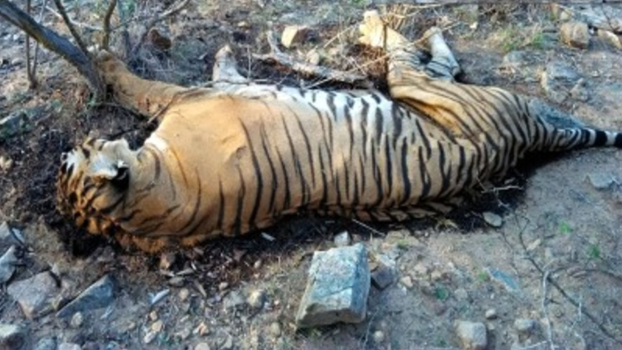 tiger