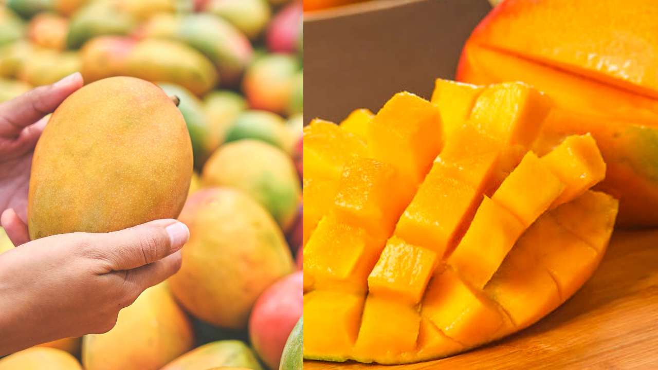 Mango Fruit