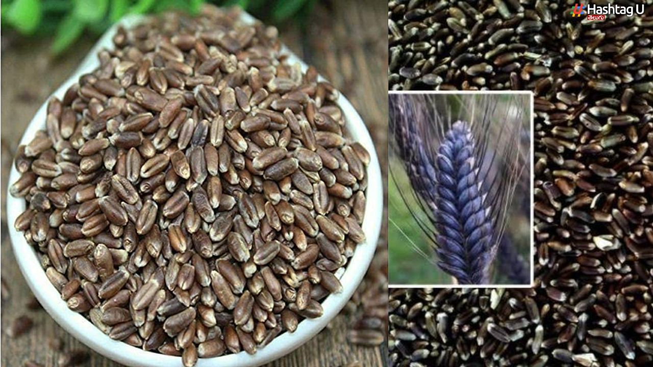 Black Wheat