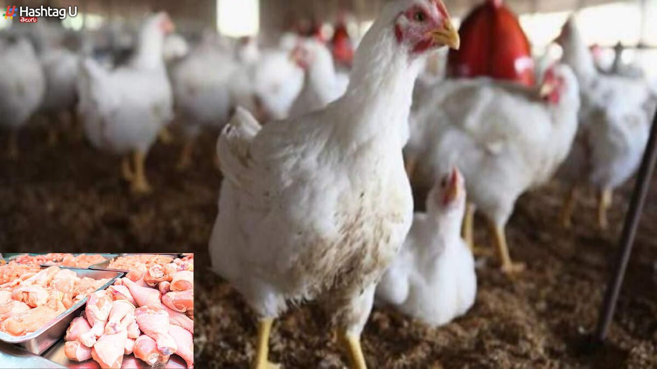 Chicken Price Hike