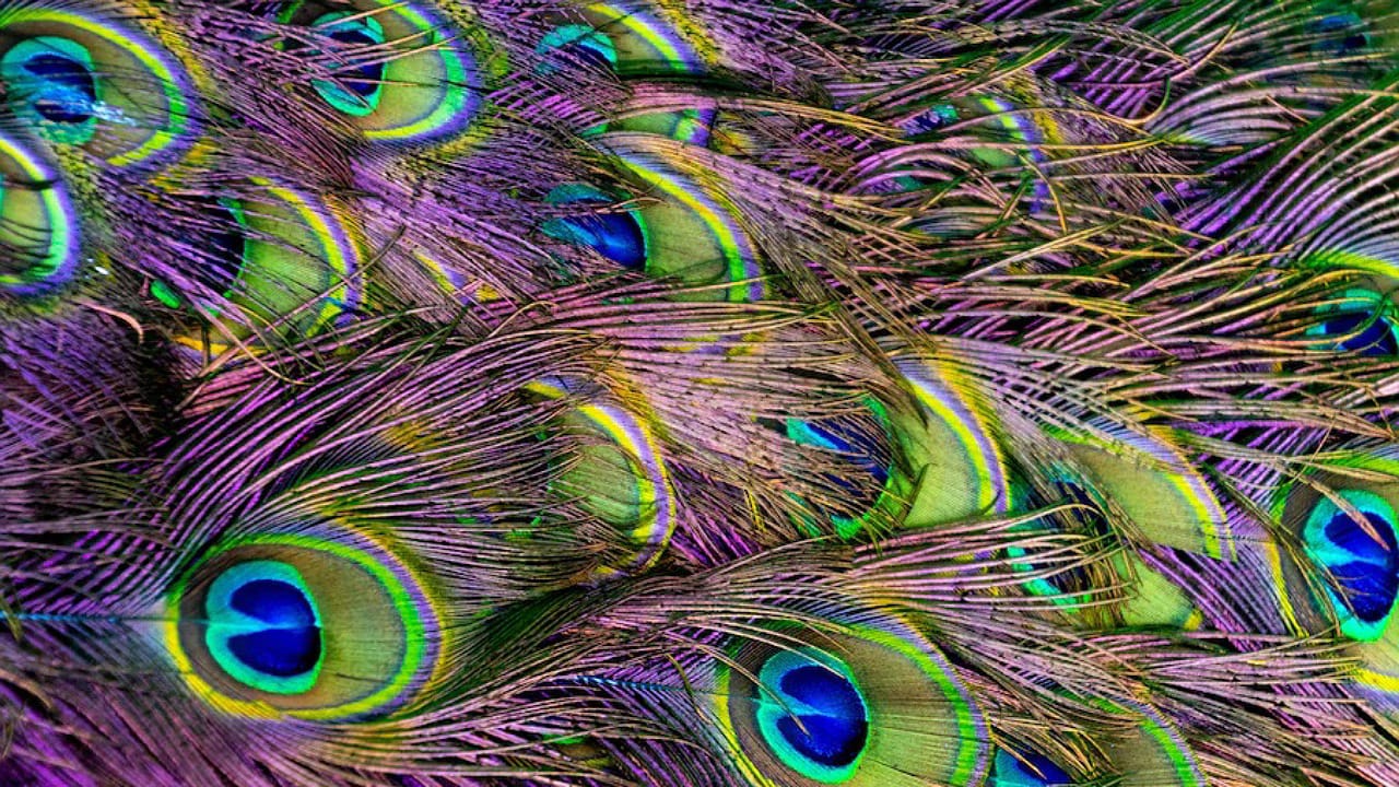 Peacock Feathers