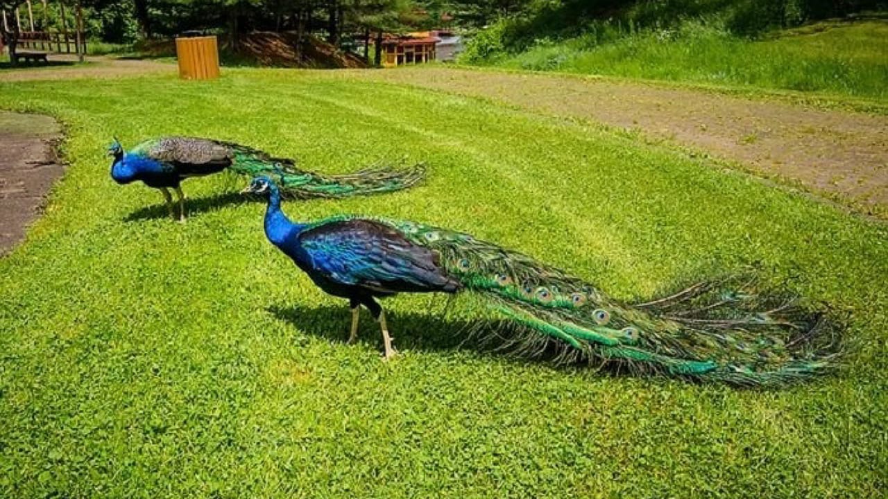 Peacock