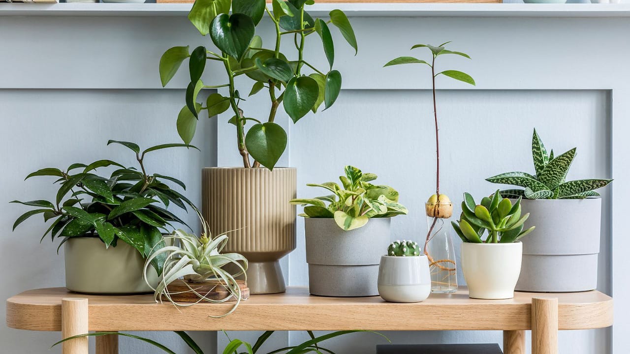 Plants