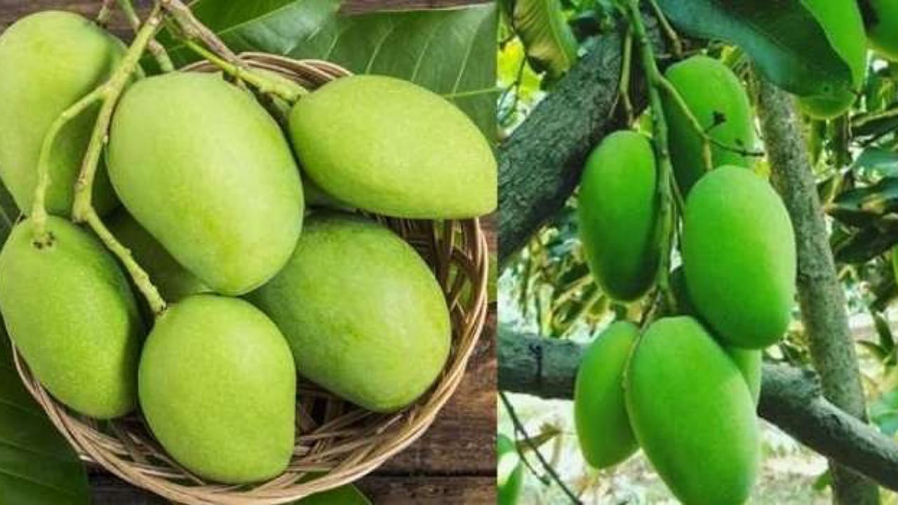 Raw Mangoes