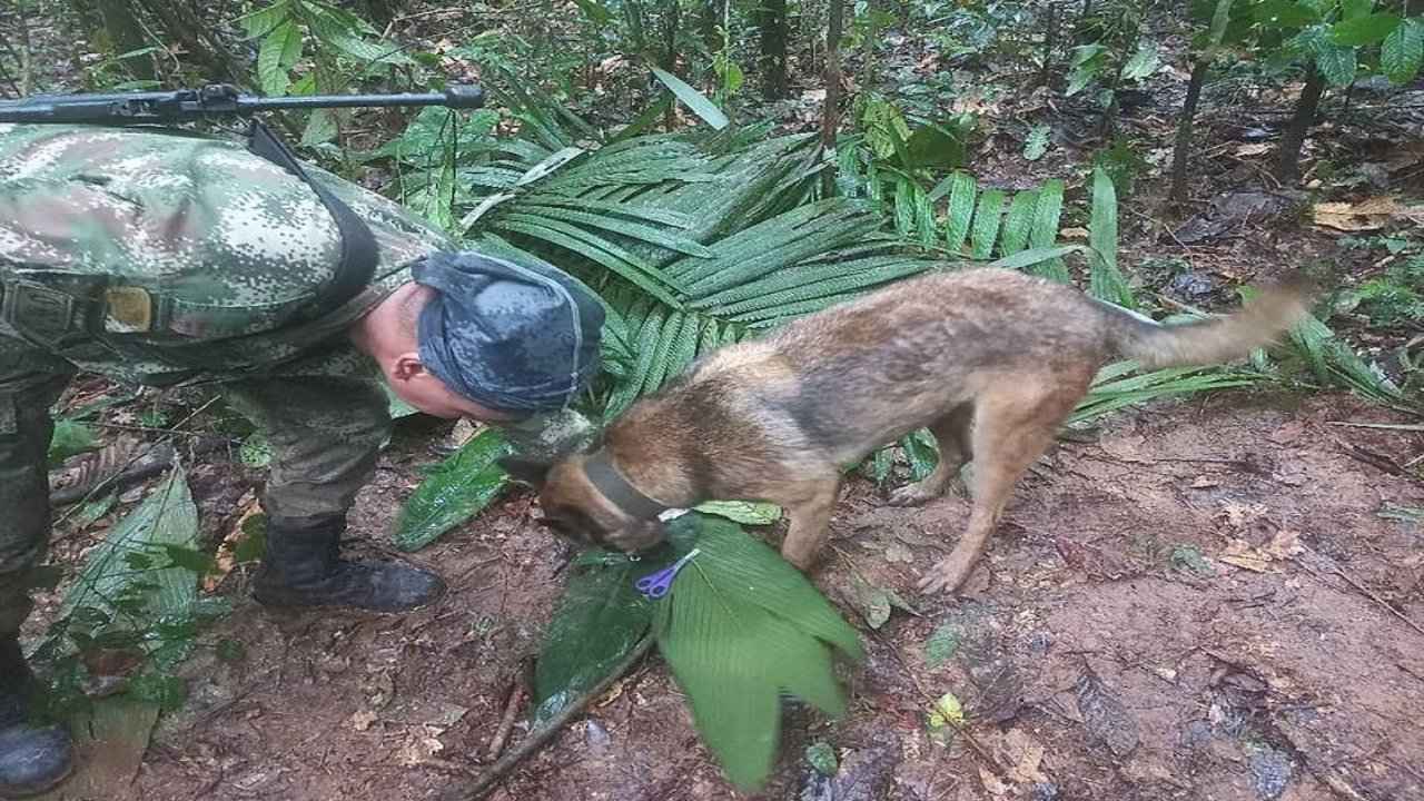 Amazon Forest