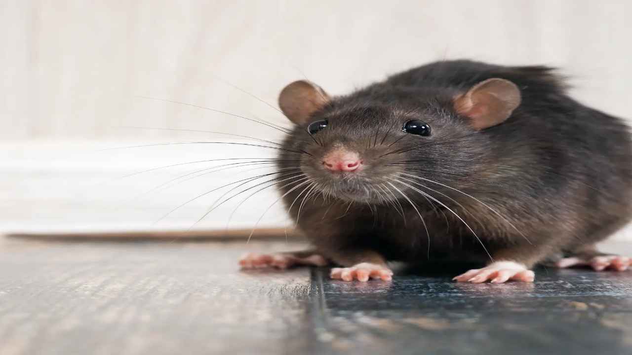 300 Million Rats