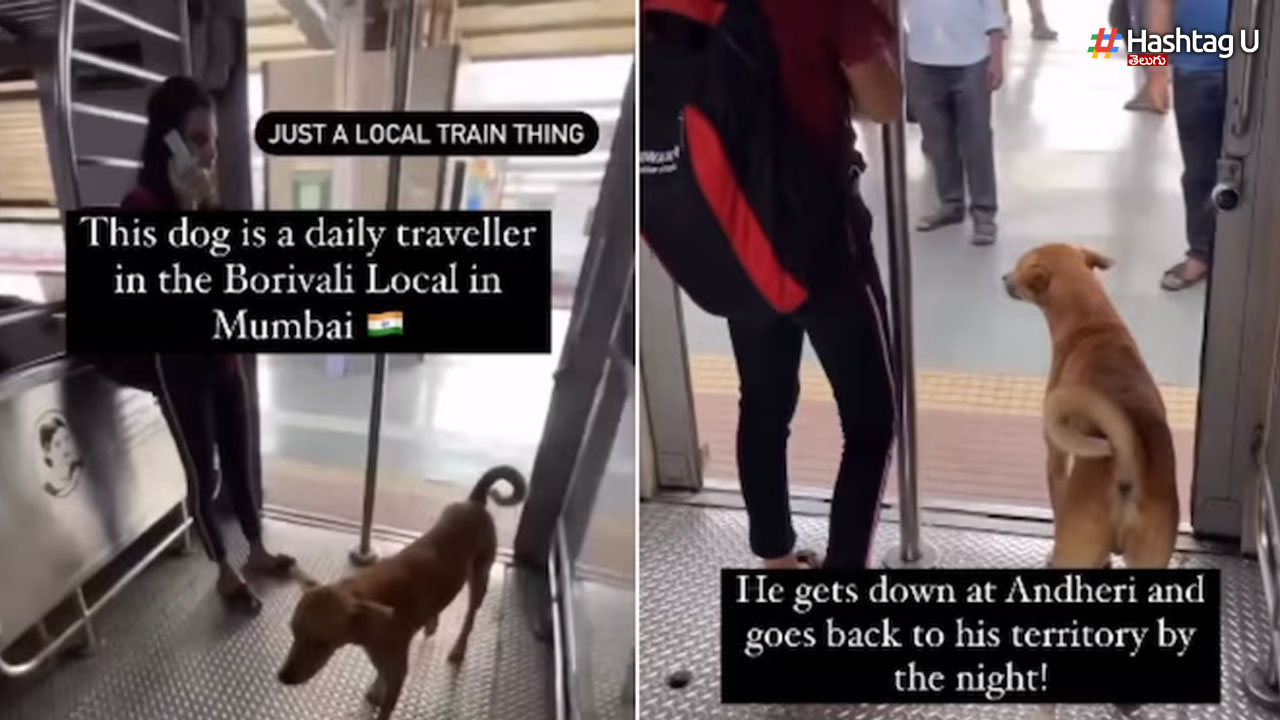 Dog Travel