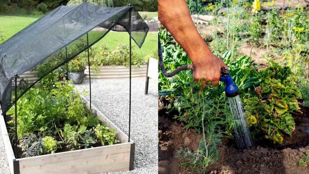 How to Protect Plants in summer