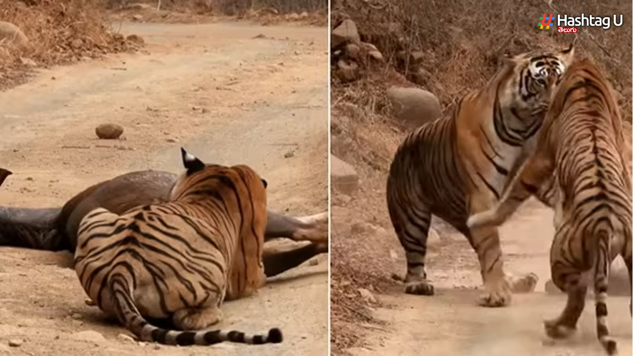 Tigers