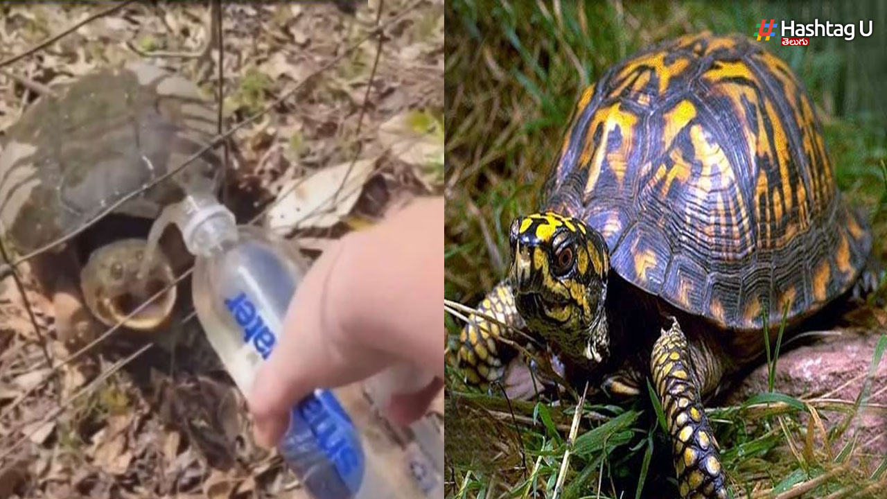 Turtle