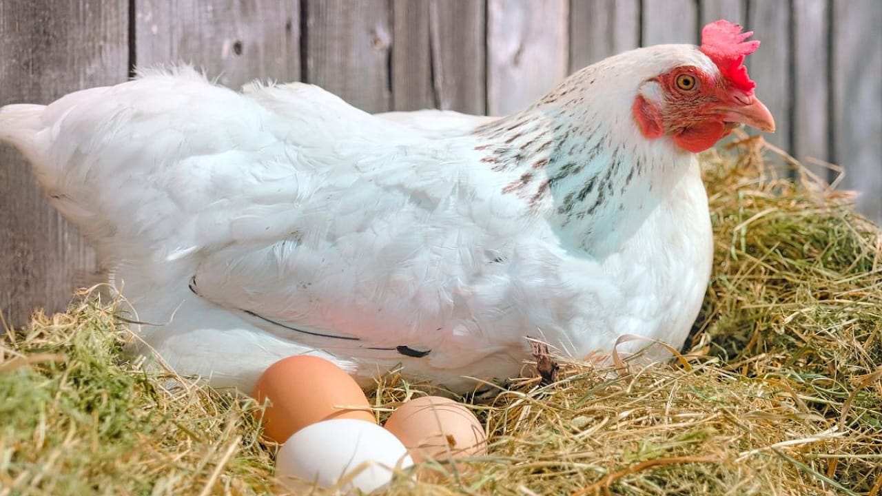 Chicken Or Egg