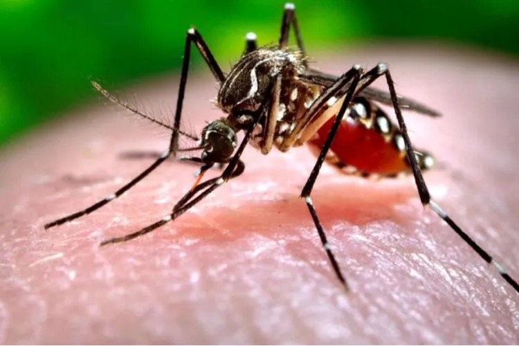 Chikungunya