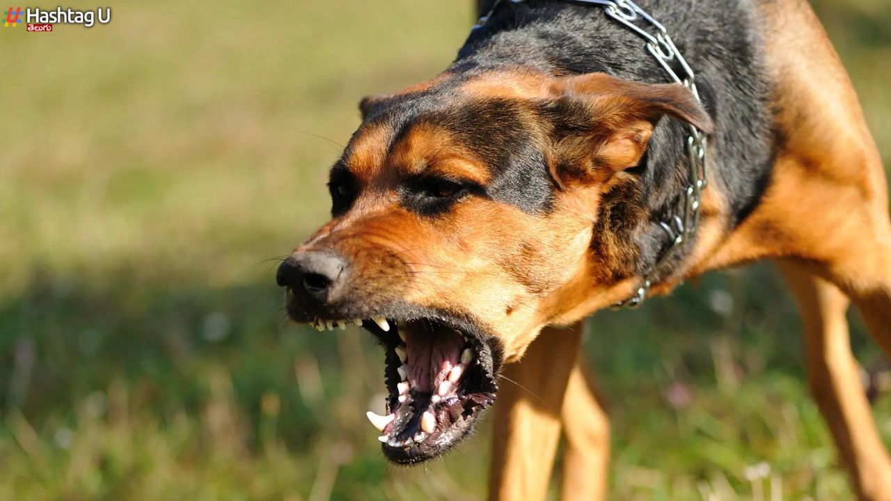 Dog Bites Vs Temperatures