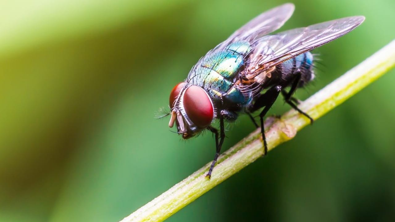 Flies