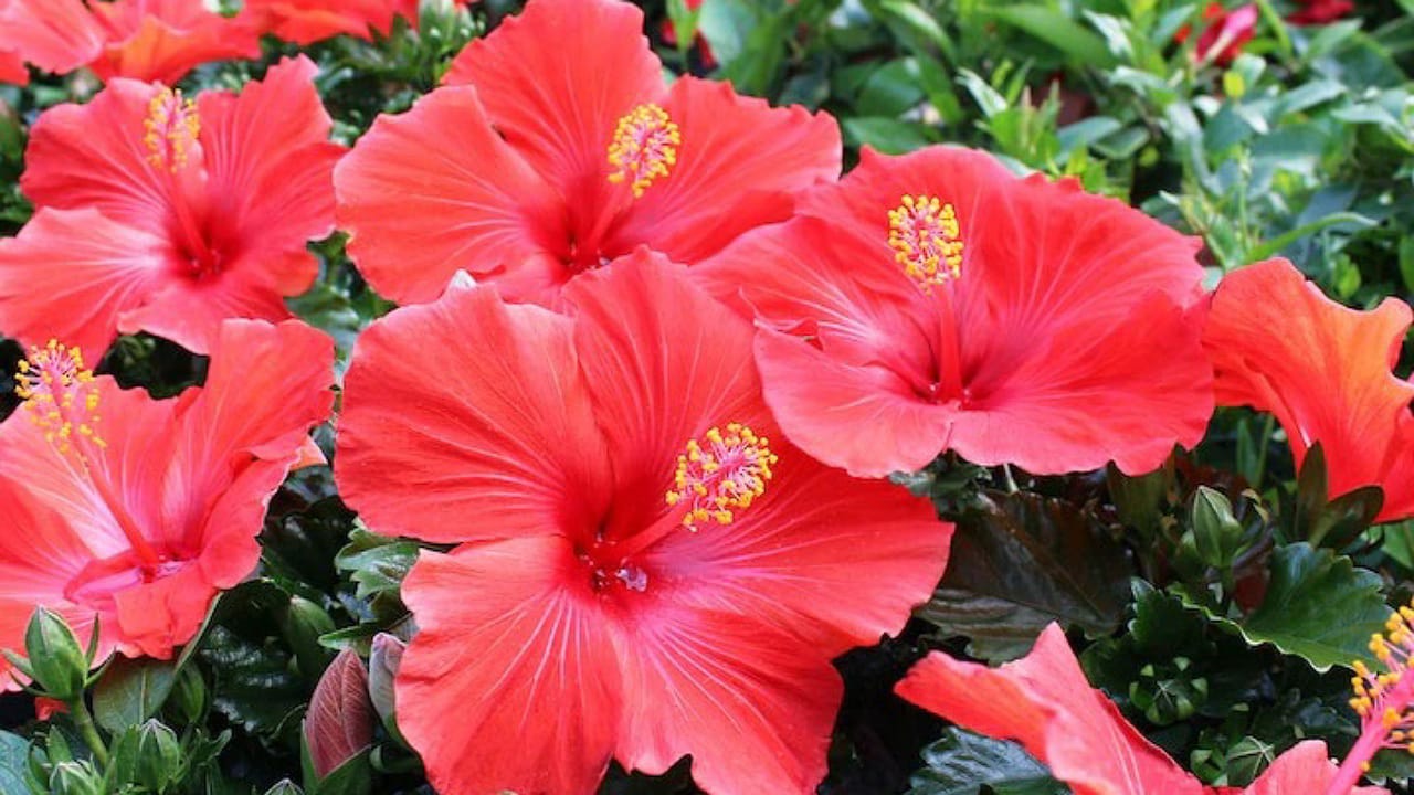 Flowers