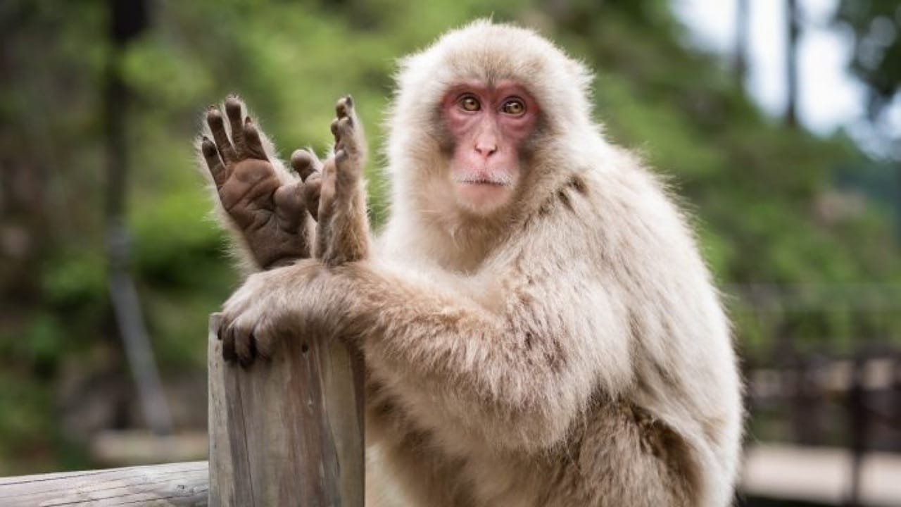 Monkey