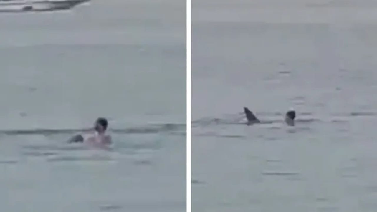 Shark Attack