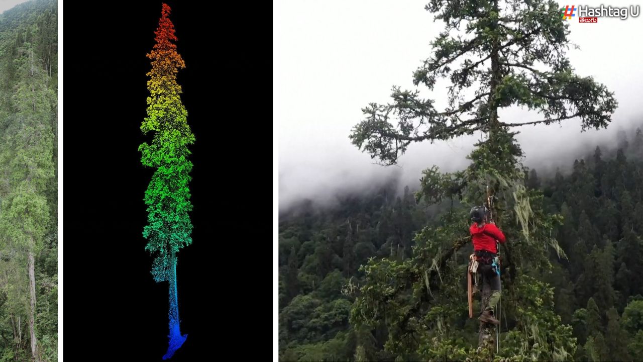 Worlds Tallest Tree  