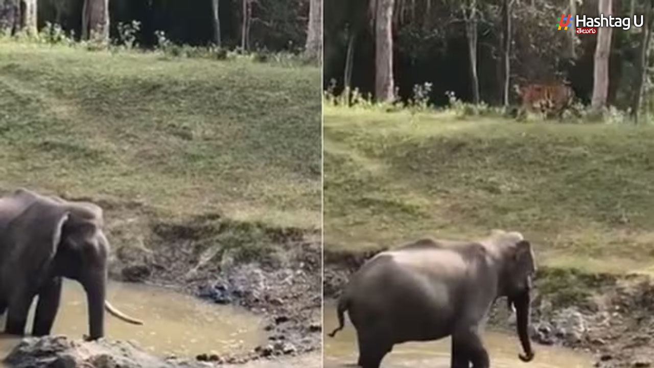 Elephant